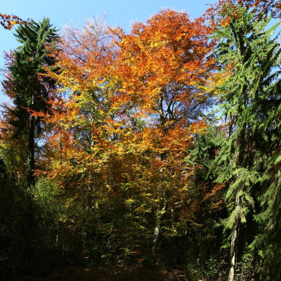 04 buchemittannen pano version2