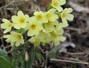 040405kleeweidschluesselblume