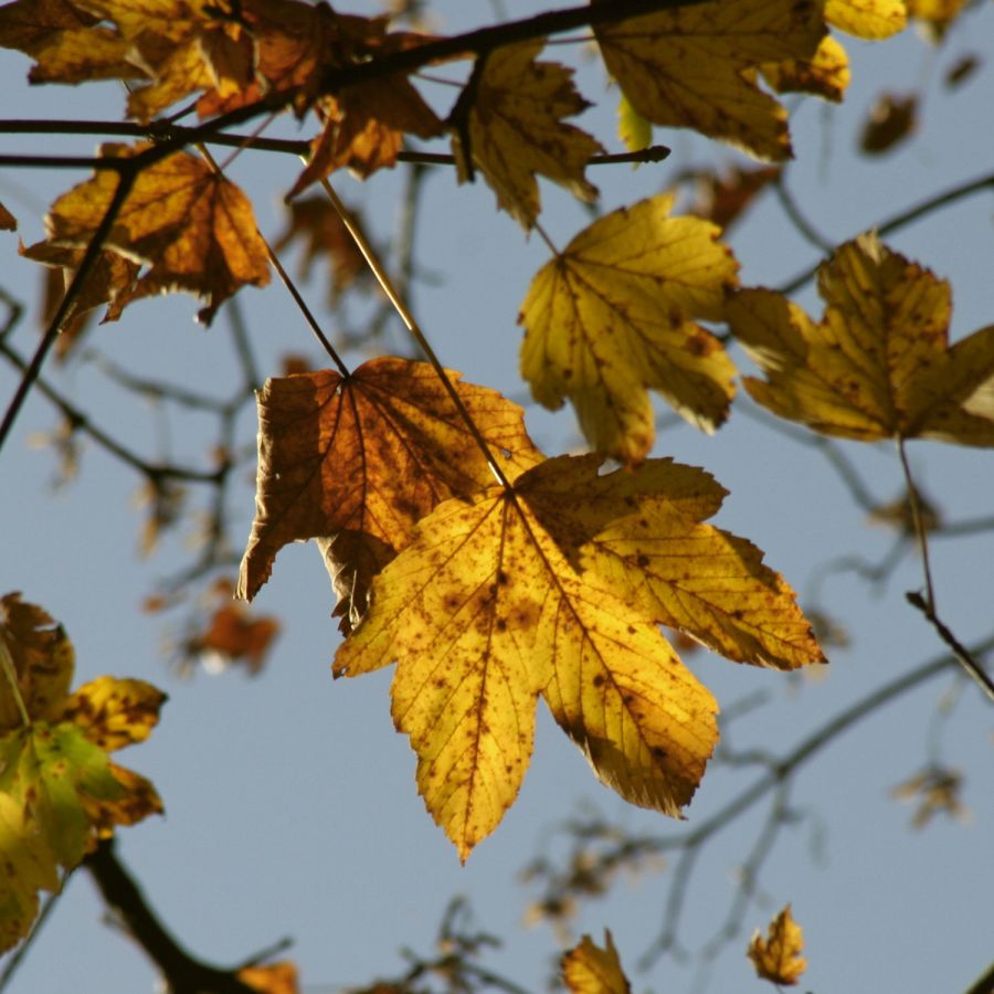 10 051031 ahornblatt img
