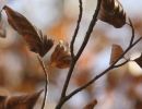 10 051031 braunebuchenblaetter img