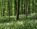 020517baerlauch