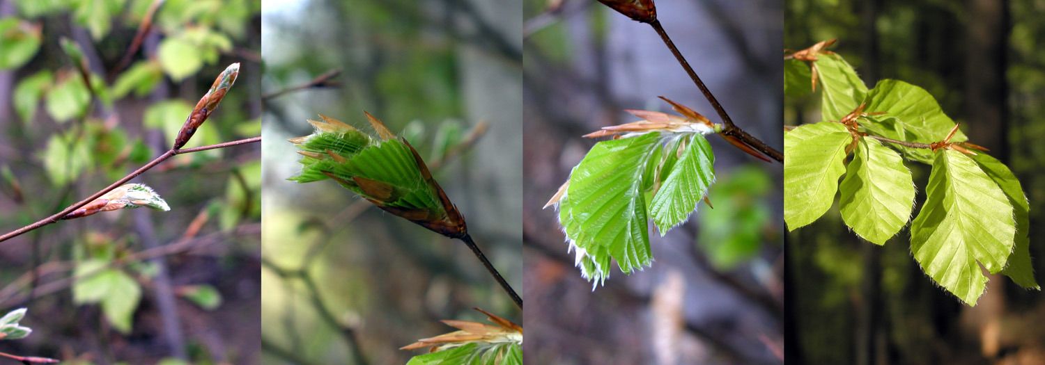 030425knospen