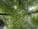 030429buchenroosvelt