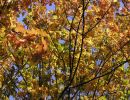 herbstblaetter79bis85