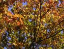 herbstblaetter79bis85kontrast