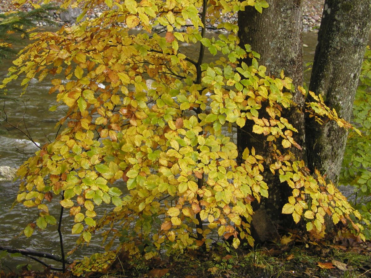 herbstlaufansihl