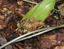 020621 laubfrosch p6210047