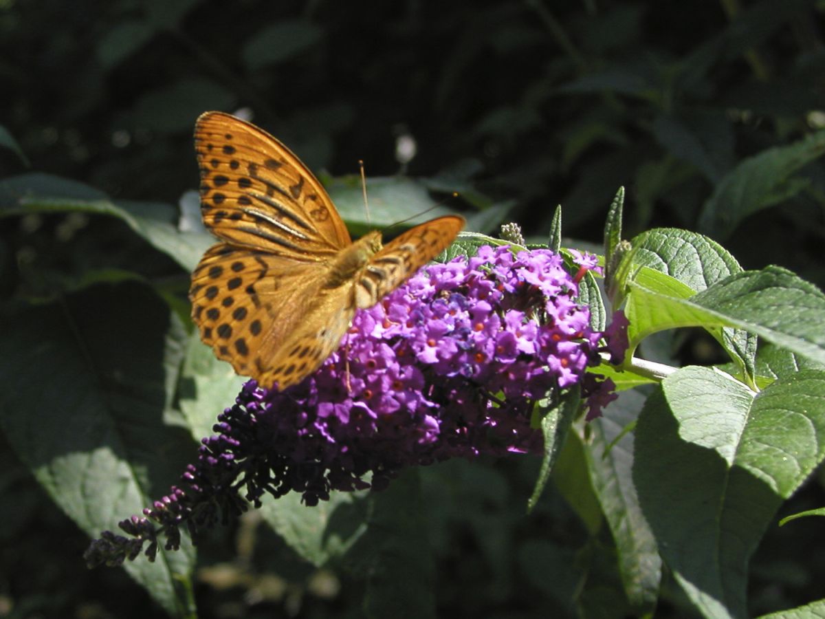 030711 schmetterling p7110121
