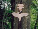 94sihlwaldpilz