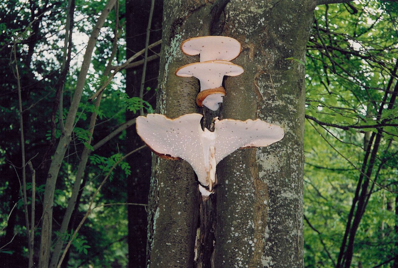 94sihlwaldpilz