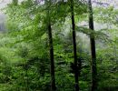 regenwald