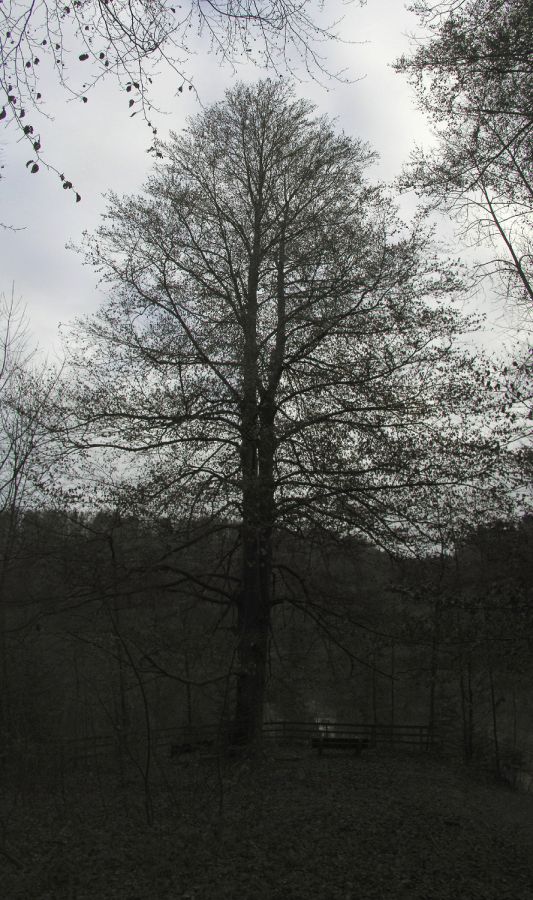 031212sihlwladbuche2 kopie