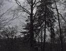 031217buchetanne kopie