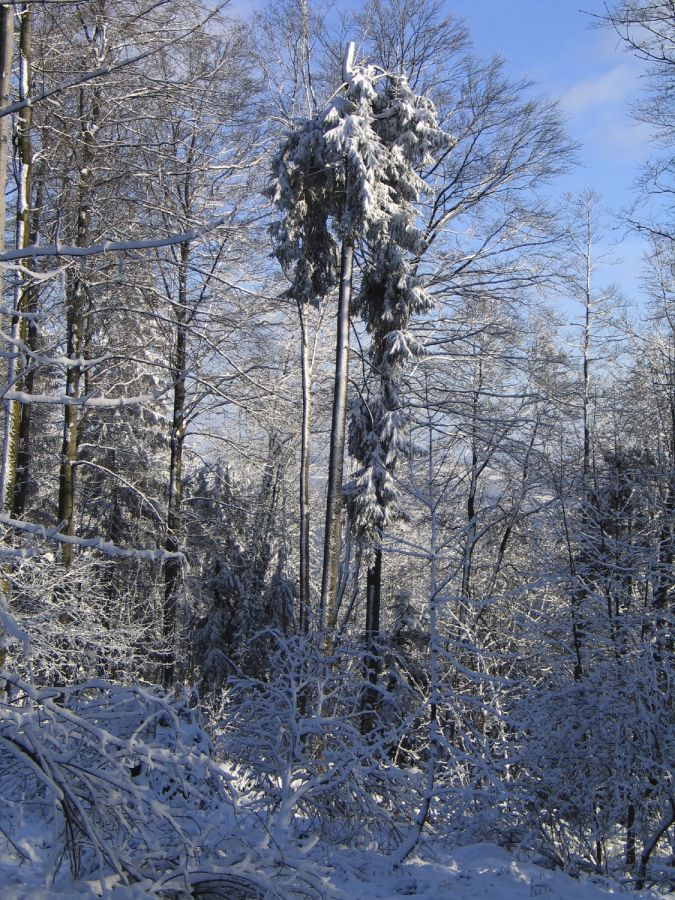 031223verschneitefoehre