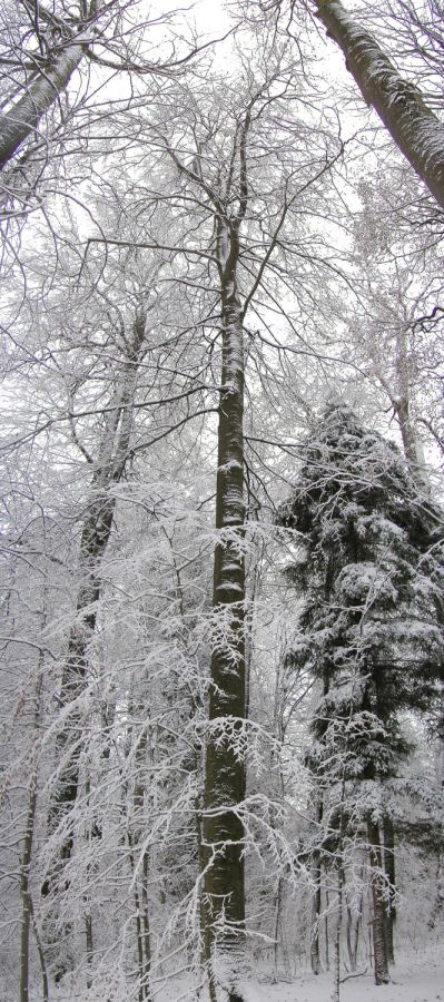 041220roosveltbuche01
