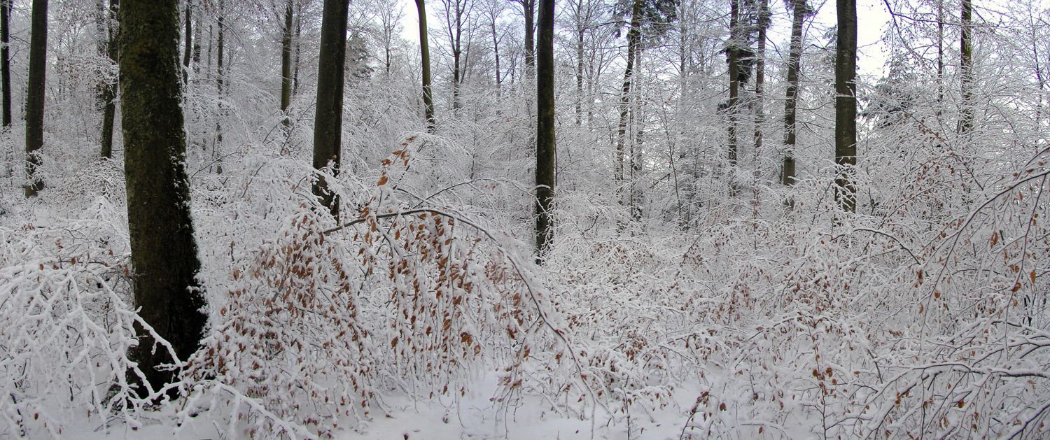 041220winterwald
