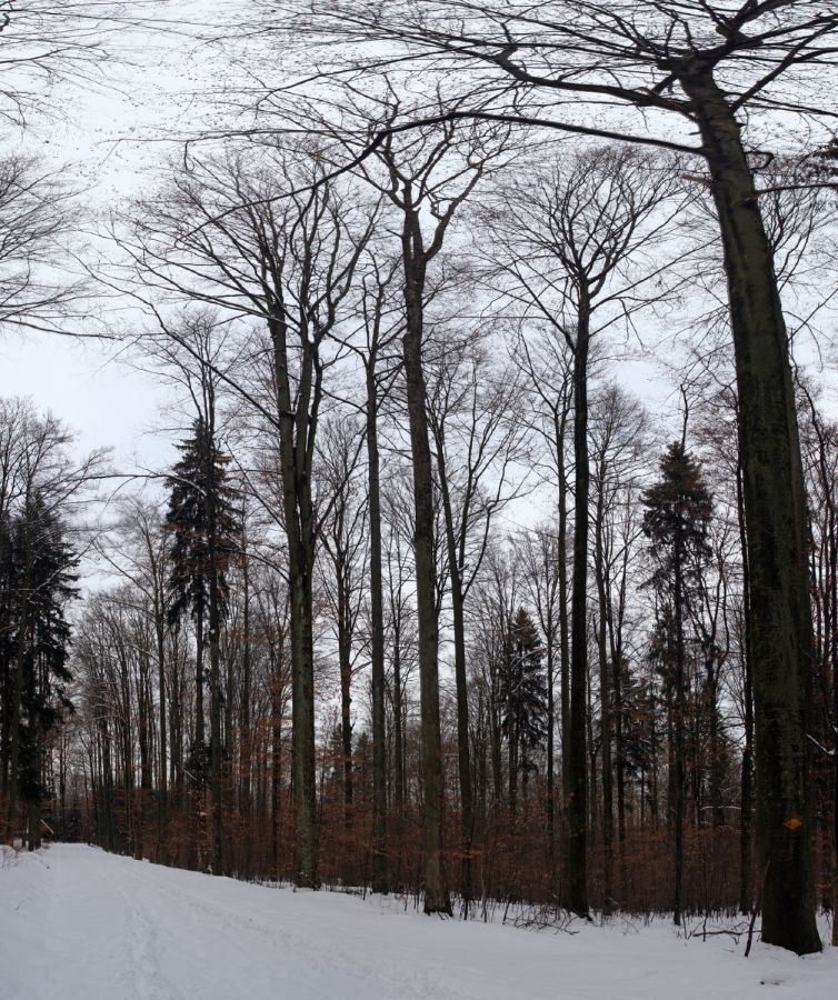 060303 pano