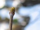 040329hangverbauknospe